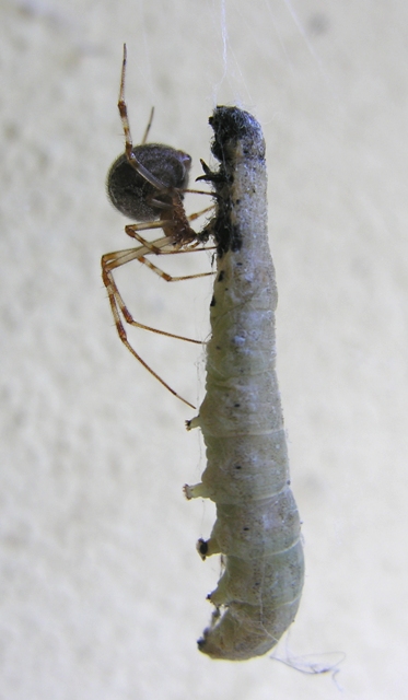 Ragno al bouffet (Acharanea sp.)